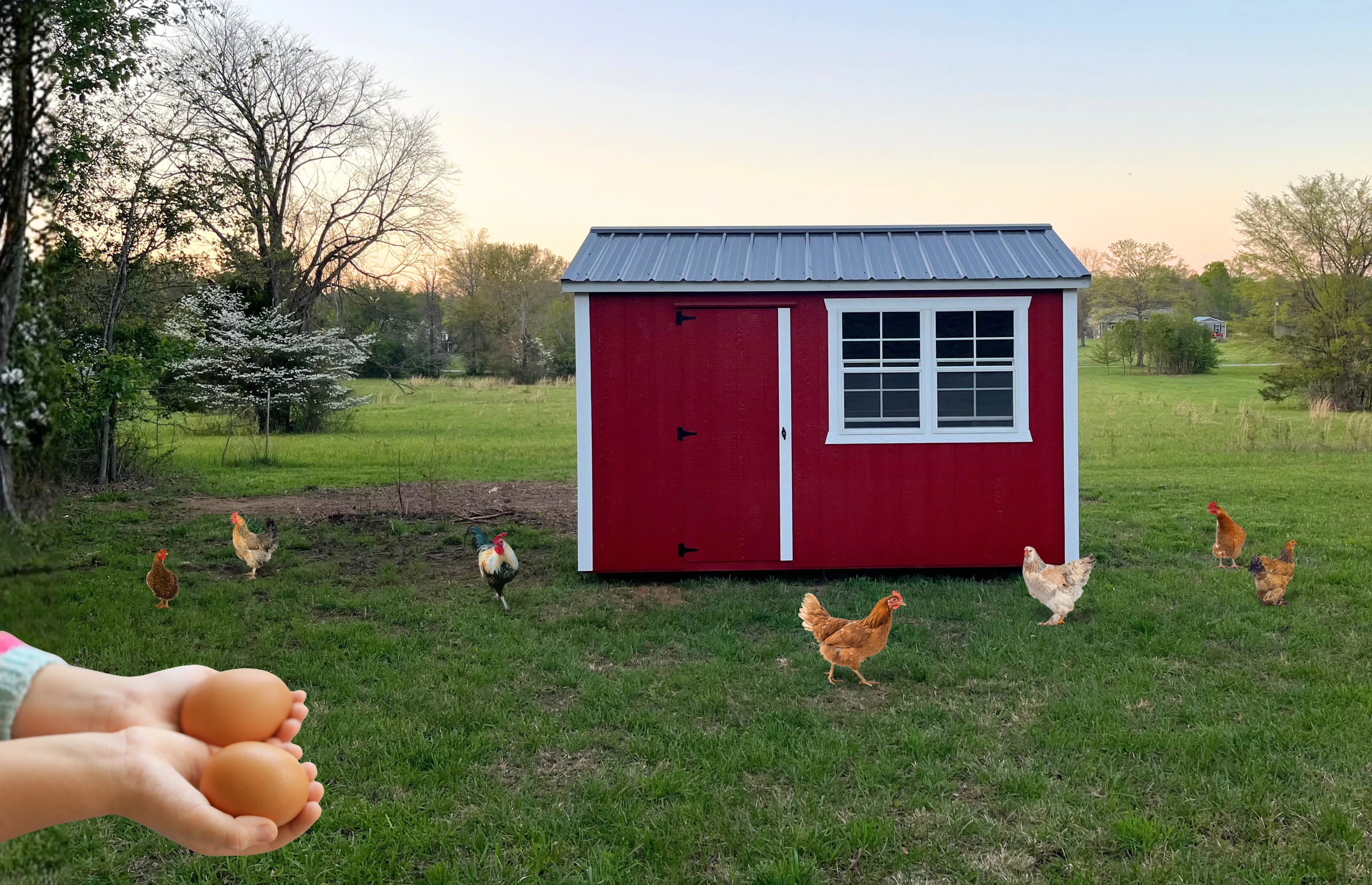 Child's hands holding two eggs with a chicken coop and chickens in the background.