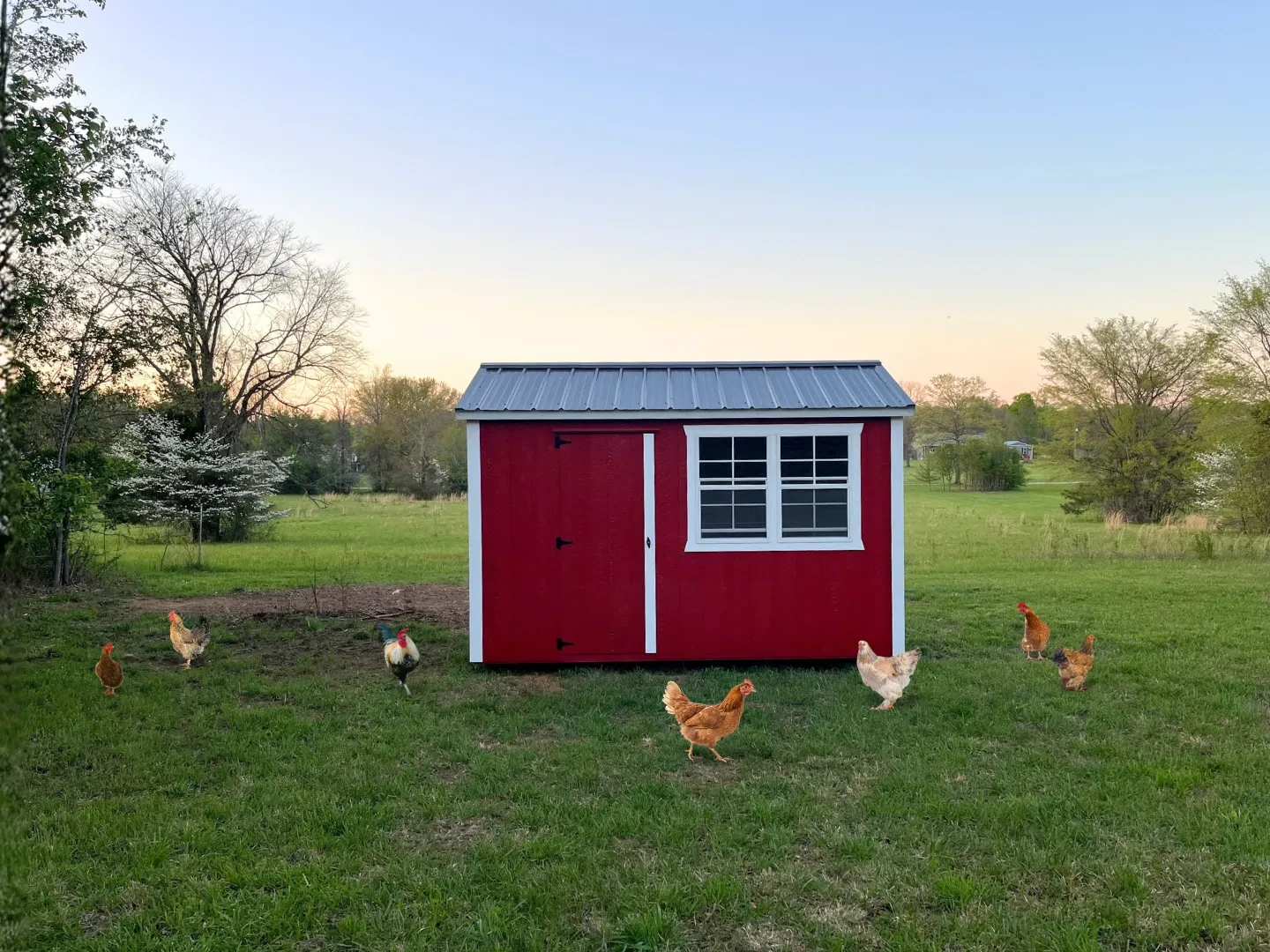 a red chicken coop in a backyard with chickens around it